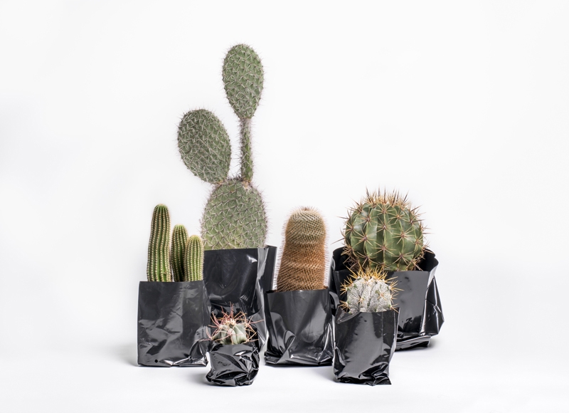 PRICK London's first cactus shop | Press Room for Prick
